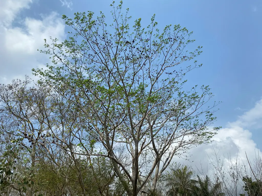 Temozón
