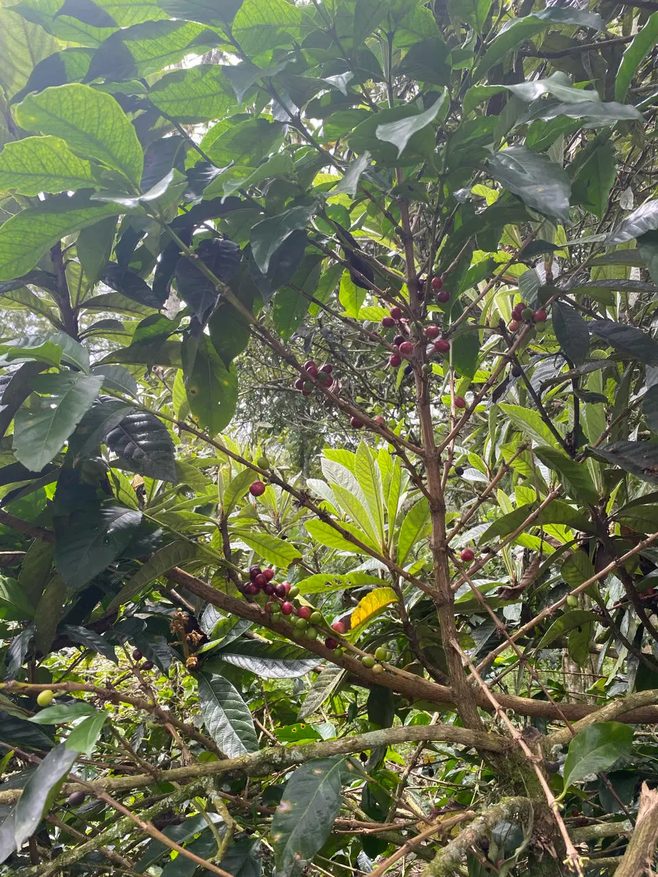Finca El Mirador Montañero