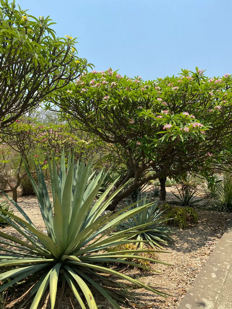 Oaxaca