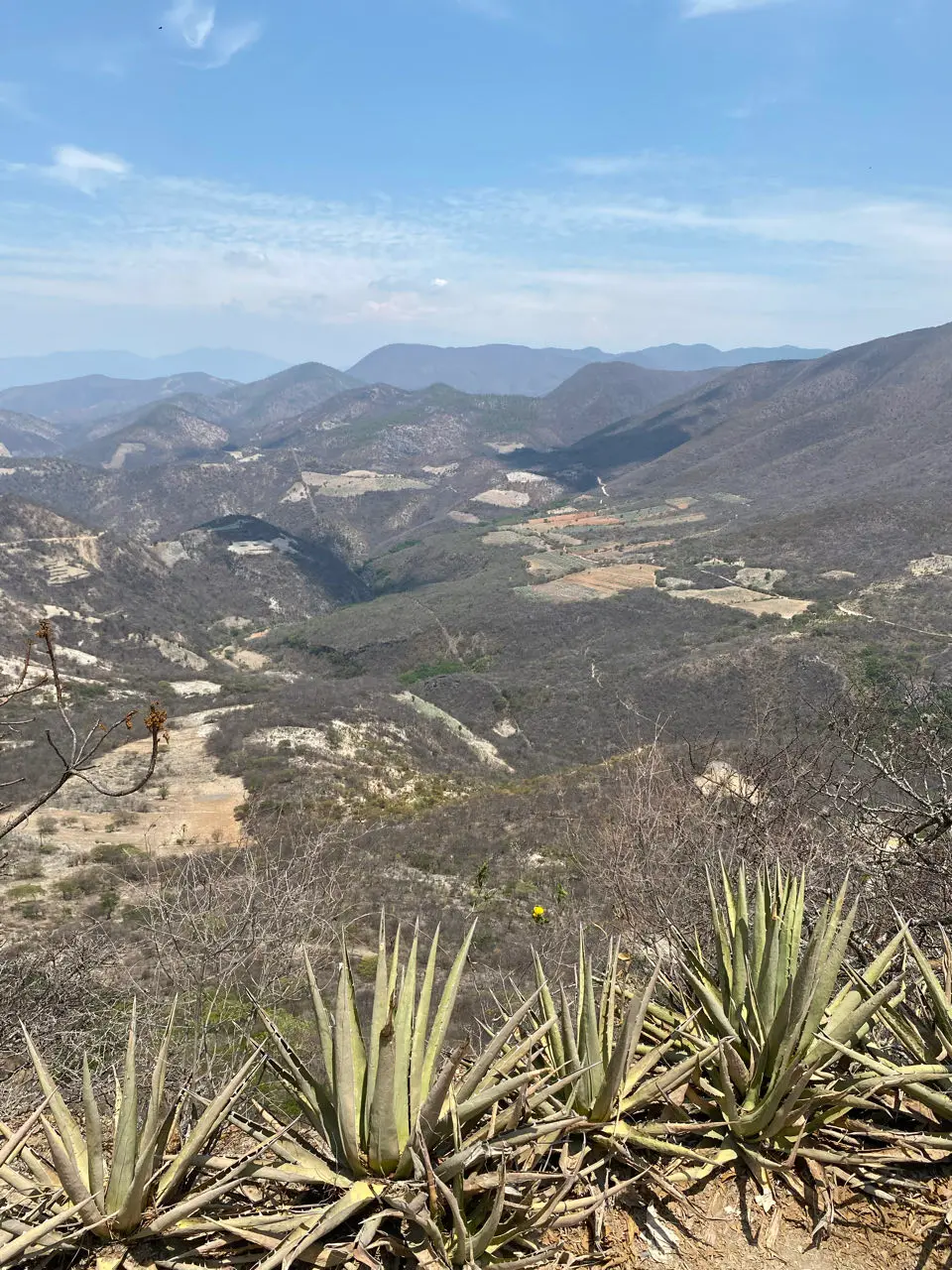 Roaguía