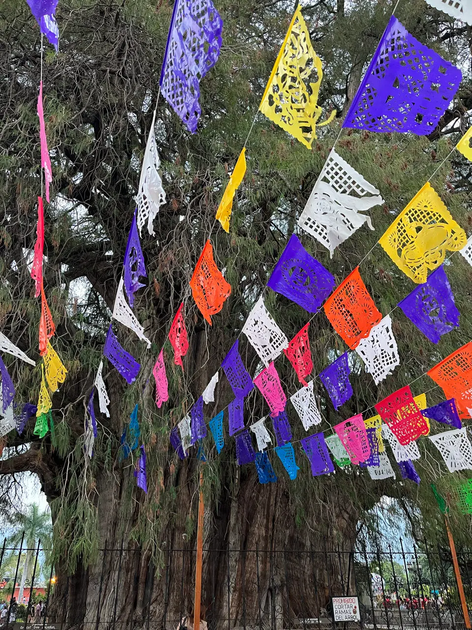 Árbol del Tule: de dikste boom ter wereld