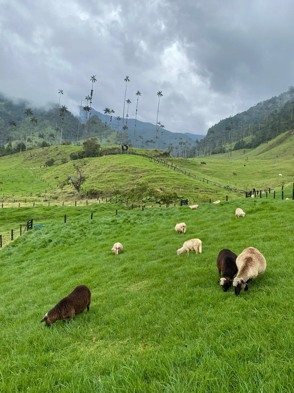 Valle de cocora