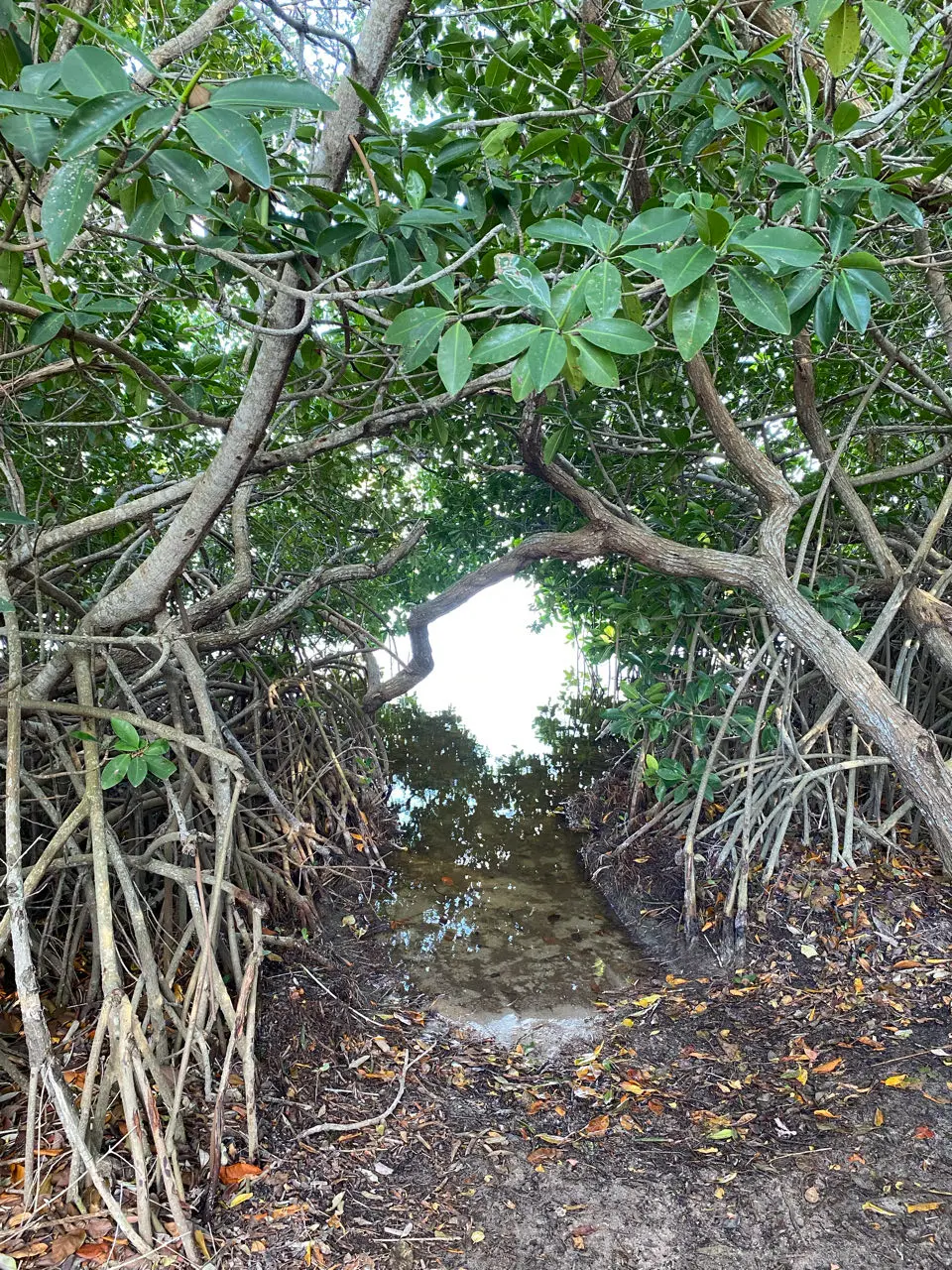 Hunucmá