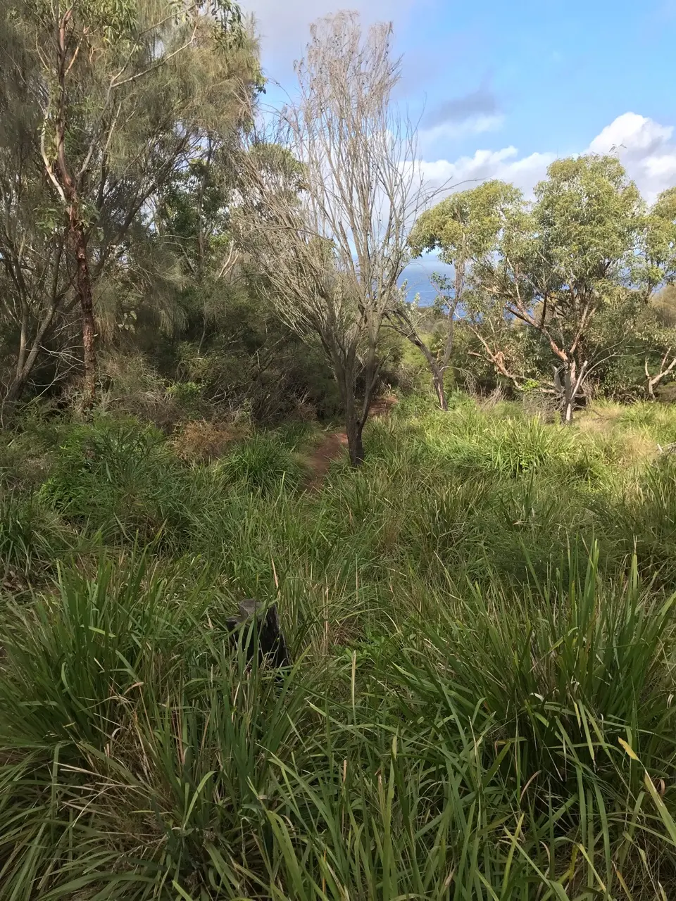 Royal National Park: reisgids en ervaring in Australië