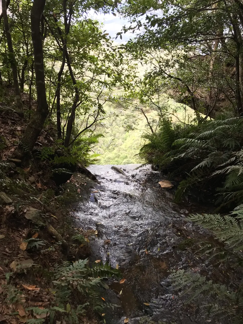 Blue mountains national park