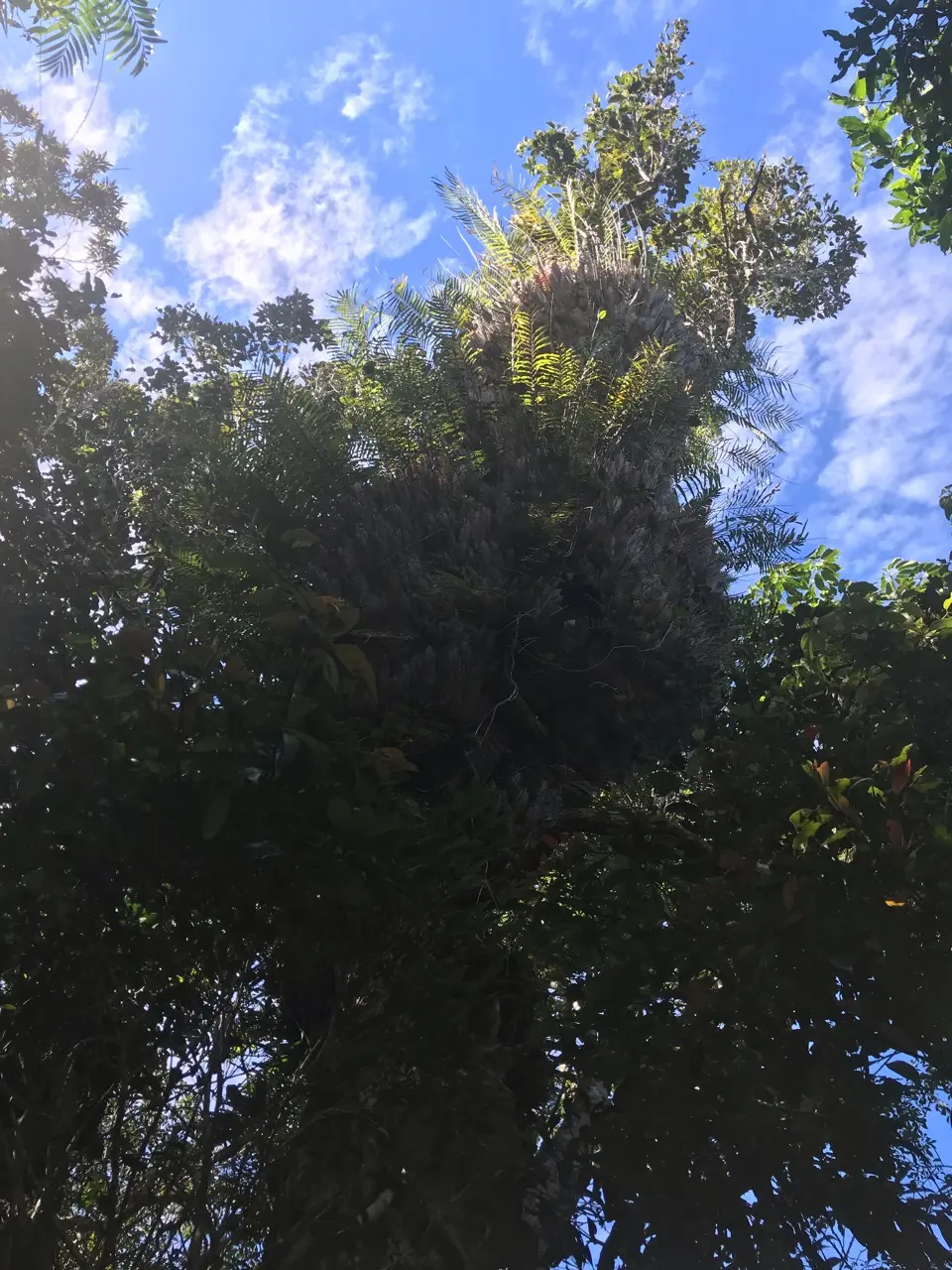 Kuranda