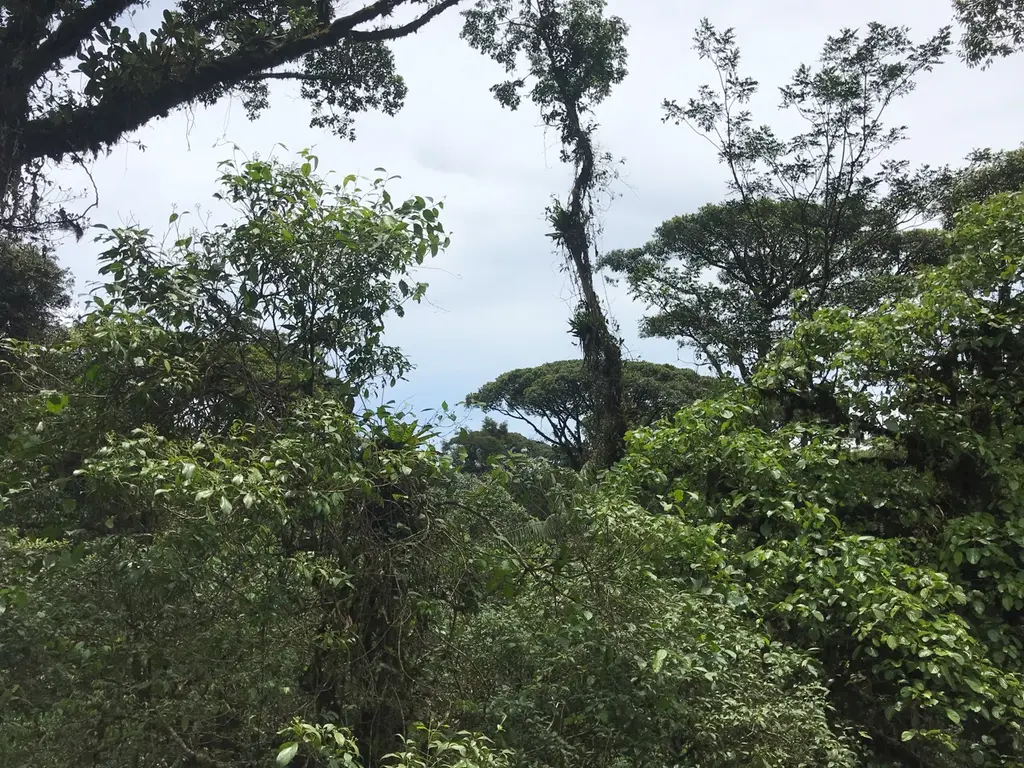 Pococí