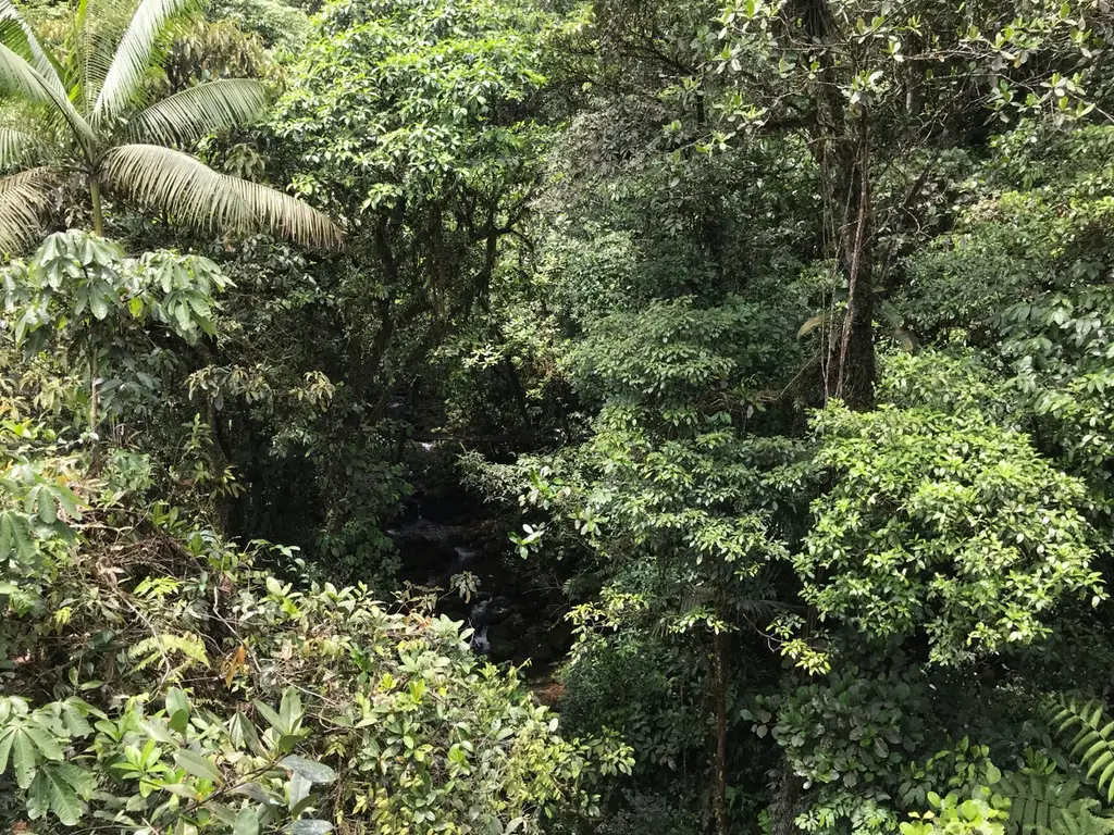 Pococí