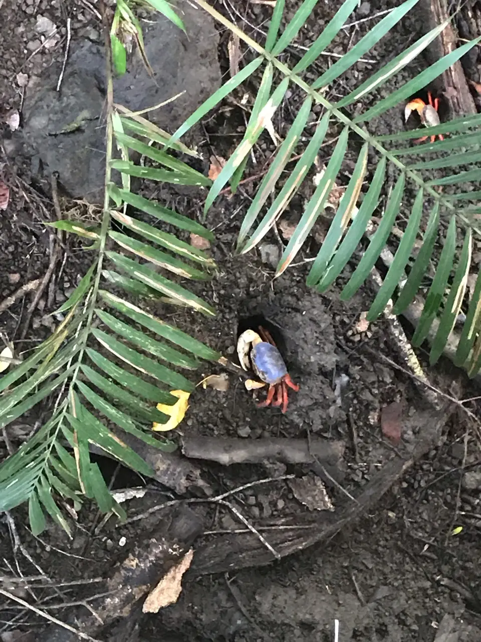 Quepos: reisgids en ervaring in Costa Rica