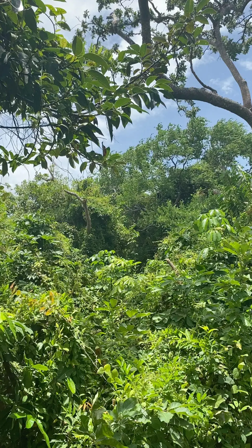 Altagracia