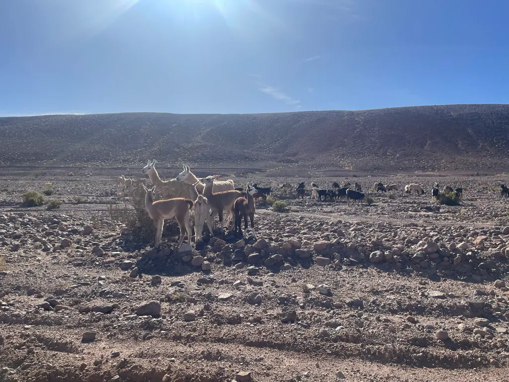 Calama